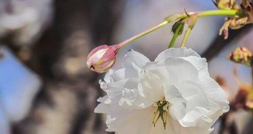 樱花花语的含义（探索樱花的美丽与哲理）