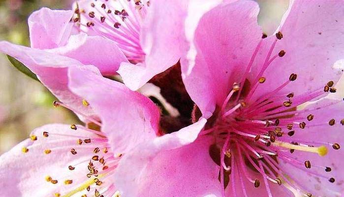 揭秘桃花花语（桃花的吉祥寓意及象征意义）