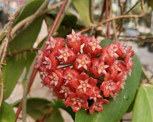 球兰开花时间和花期长短的全面介绍（了解球兰花期，助你打理好家中盆栽）