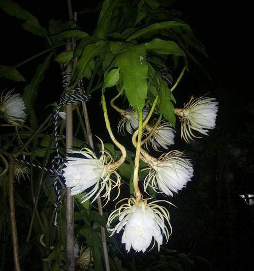 领略昙花盛景的最佳时间（追寻昙花美景，把握开放期间）