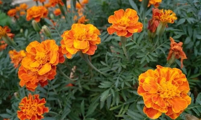 金盏菊的花期特点和生长习性（探究金盏菊的花期、生长周期和繁殖方法）