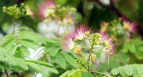 合欢花种植全攻略（合欢花栽培方法详解，让您轻松成为合欢花种植达人）