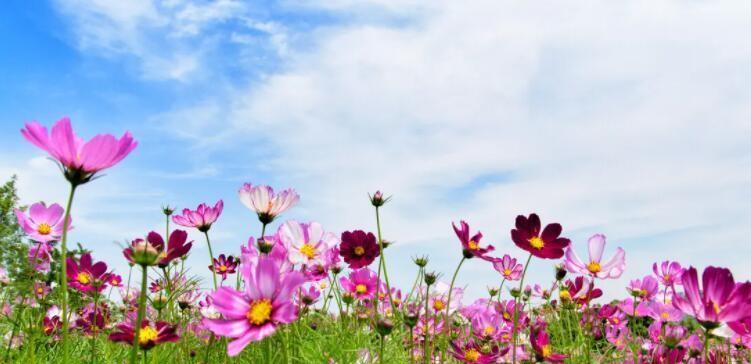 格桑花的花语与寓意（探寻格桑花象征的丰富内涵）