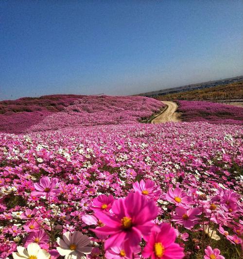 格桑花的花语与寓意（探寻格桑花象征的丰富内涵）