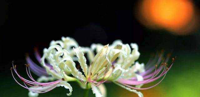 白色彼岸花的花语（净化心灵的美丽花朵）