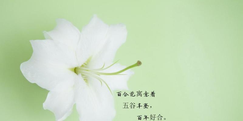 解读百合花花语，传达真情实感（探寻百合花含义的奥秘与感悟，百合花语的传递）