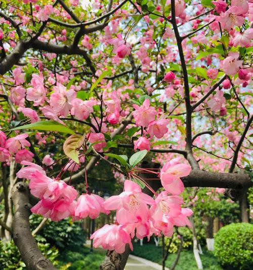 垂丝海棠花语剖析（探寻垂丝海棠的神秘花语及其象征意义）