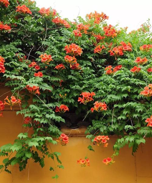 凌霄花的花语与象征（花开如霞，寓意美好）