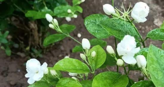 茉莉花的花语象征与寓意（花语传情，芬芳扑鼻，茉莉花的秘密）