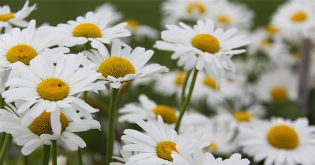 小雏菊花语浅析（探究小雏菊的意义、象征和文化价值）