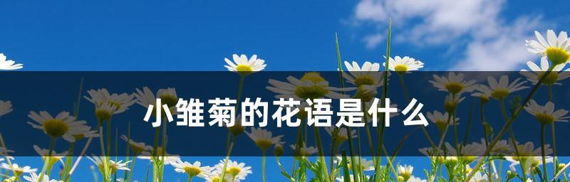 小雏菊花语浅析（探究小雏菊的意义、象征和文化价值）