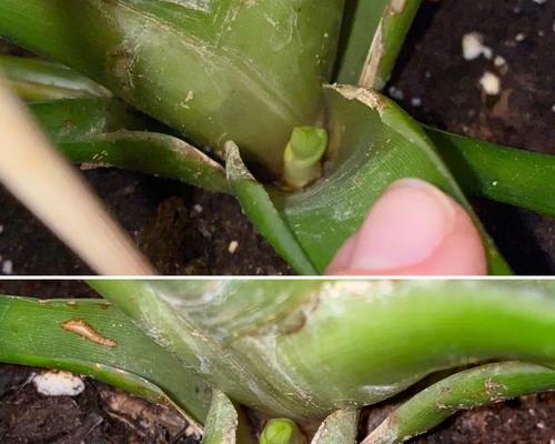 植物分株繁殖方法详解（从分株筛选到营养管理，成为繁殖高手）