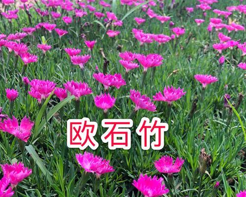 如何种植常夏石竹？（从选种到管理，一步步教你打造美丽的园林）