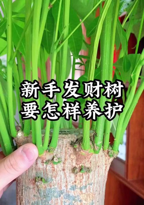 如何养护小盆栽发财树茂盛成长（掌握这些关键技巧，让你的发财树一年比一年茂盛）