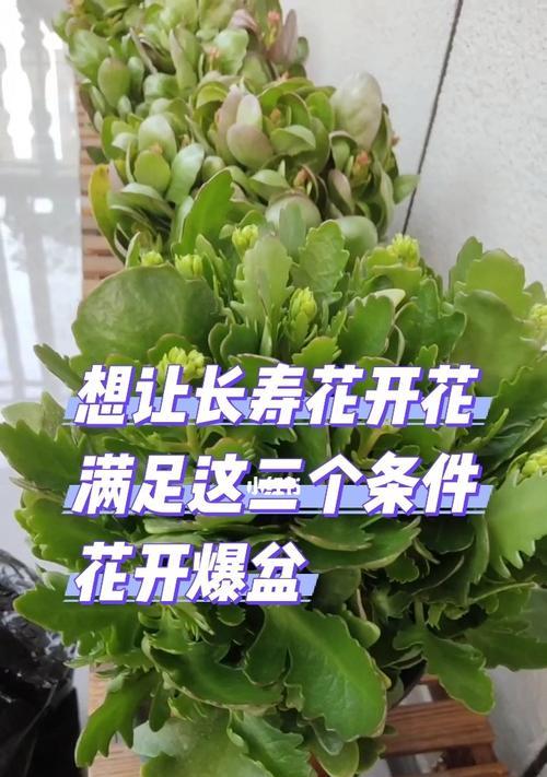 长寿花怎样修剪才能开花（学会修剪长寿花，让它更美丽绽放）