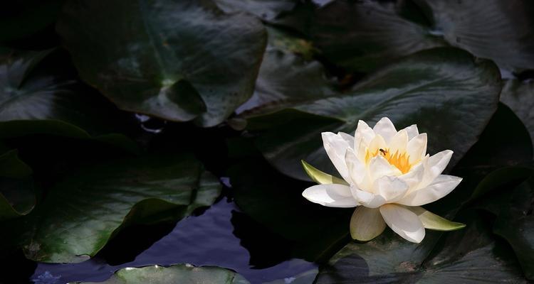 并蒂莲的花语与意义（探寻并蒂莲的花语与文化背景，了解并蒂莲所代表的深刻寓意）