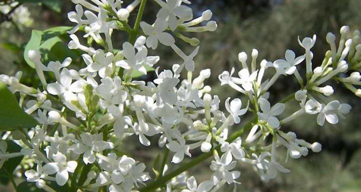 丁香花的花语（探寻丁香花所传达的情感与意义）