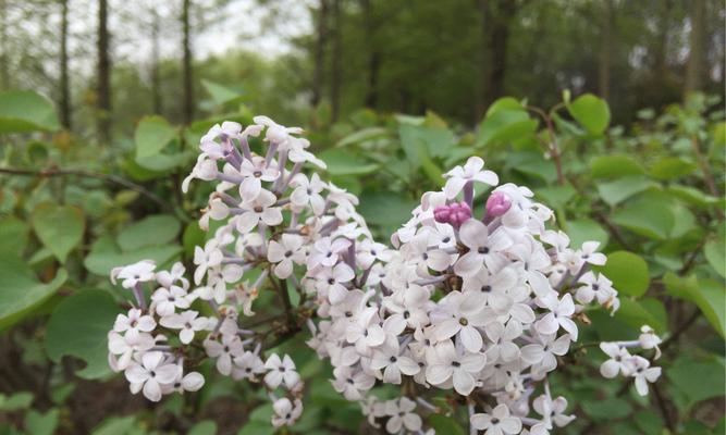 丁香花的花语（探寻丁香花所传达的情感与意义）