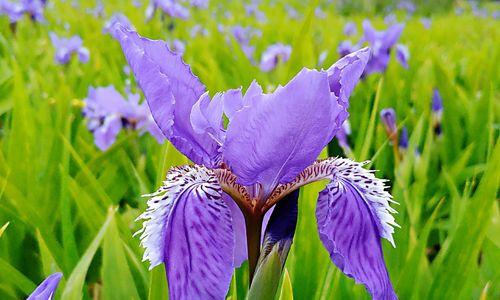 鸢尾花的花语——揭示内心的情感世界（探究鸢尾花所代表的含义和象征，解读花语背后的情感世界）