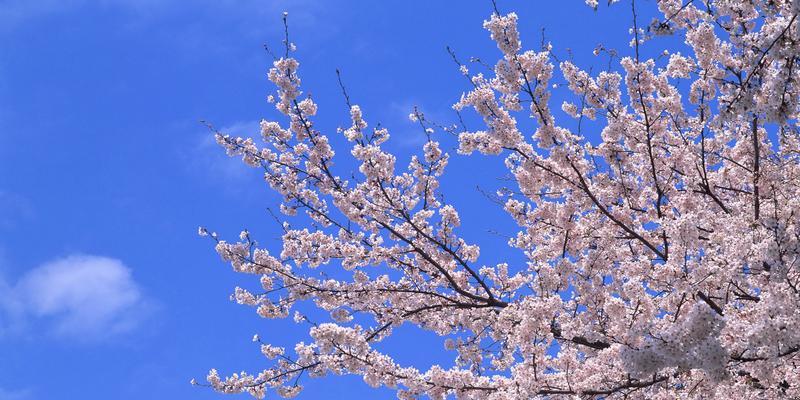 樱花的花语——爱情、美丽与短暂（揭开樱花花语的面纱，了解“爱情”“美丽”与“短暂”三大主题）