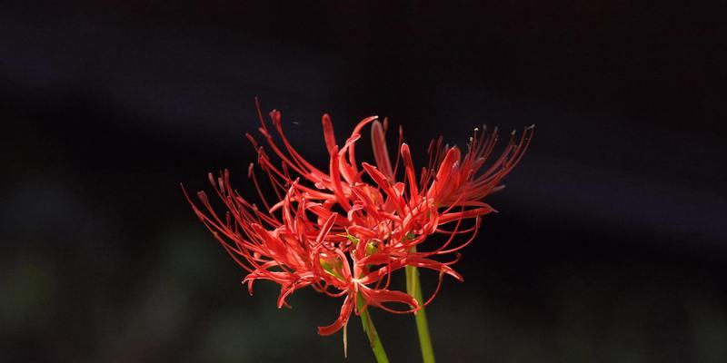 探寻彼岸花的花语之美（美丽的彼岸花，一朵代表无穷憧憬与希望的花）