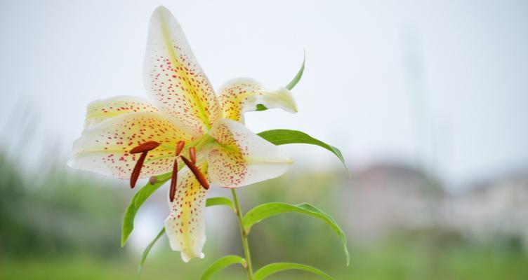 百合花语——花开花谢，情感之美（探寻百合花的花语，了解它所代表的情感与含义）