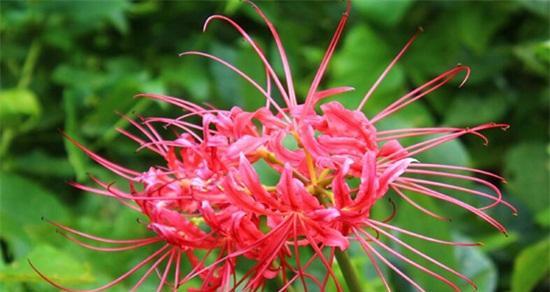 探寻彼岸花的花语（从花开花谢到神秘象征，了解彼岸花的多重含义）