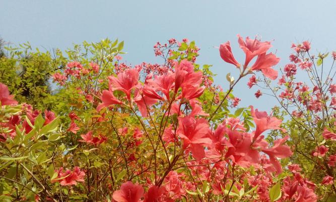 杜鹃花的花语和寓意（探索杜鹃花的神秘世界）