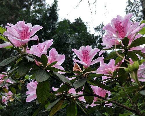 杜鹃花的花语和寓意（探索杜鹃花的神秘世界）