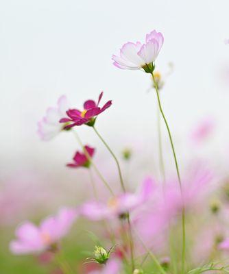 格桑花的花语（传递着高原的感动）