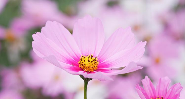 格桑花的花语（传递着高原的感动）