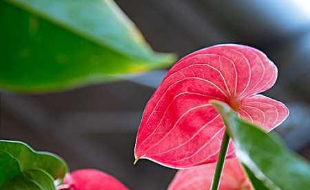 火鹤花的花语（探索这朵神秘的花）