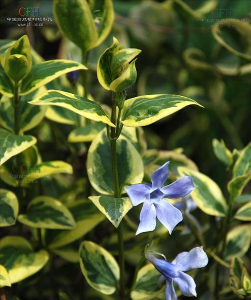 花叶蔓长春花的扦插方法（打造美丽花园，轻松种植长春花）