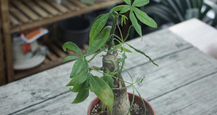 如何正确处理刚买的发财树（宝贵植物需要精心呵护，让您的发财树茁壮成长）