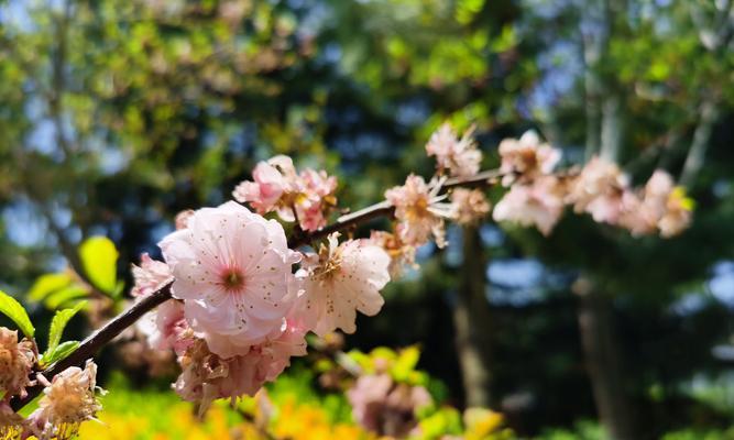 日本樱花的意义（探寻樱花背后的文化与历史）