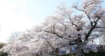 日本樱花的意义（探寻樱花背后的文化与历史）