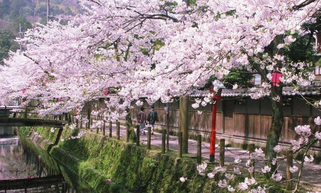 日本樱花的意义（探寻樱花背后的文化与历史）