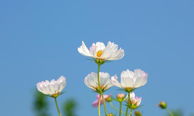 波斯菊与格桑花的区别（比较波斯菊和格桑花的特点和生长环境）