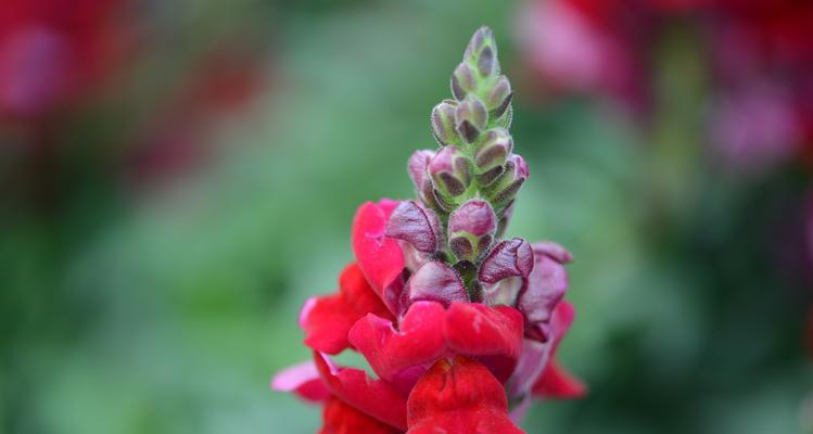 金鱼草花期（从春天到夏末，一年四季都能欣赏到这个美丽植物）