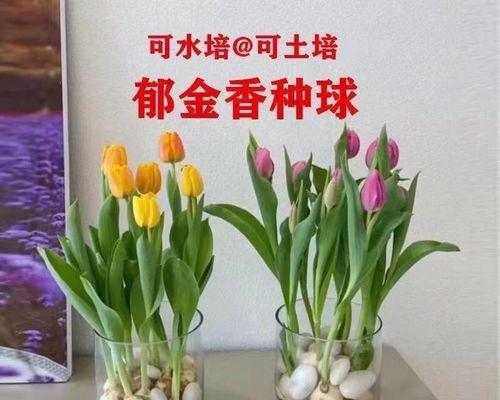 春节开花的郁金香种球栽种方法（如何在春节期间享受郁金香花海）