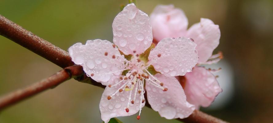 迎接春天，赏花大全（探寻春天中各种花的美丽与名字）