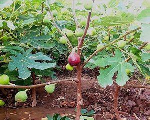 盆载无花果树的种植与养护（从选苗到管理，一篇让你轻松养出漂亮果树的指南）