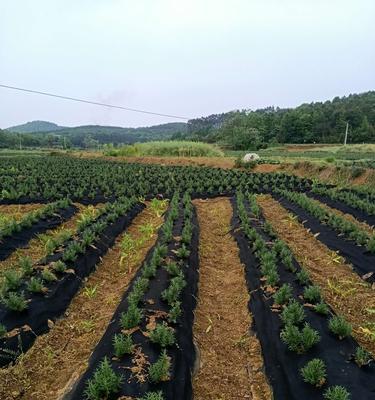 迷迭香种植全指南（种植方法、养护技巧、适宜环境等详解）