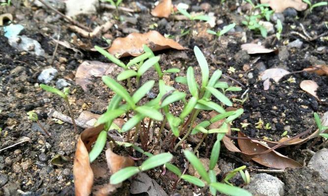 如何繁殖百日菊（从育苗到生长，轻松掌握百日菊繁殖技巧）