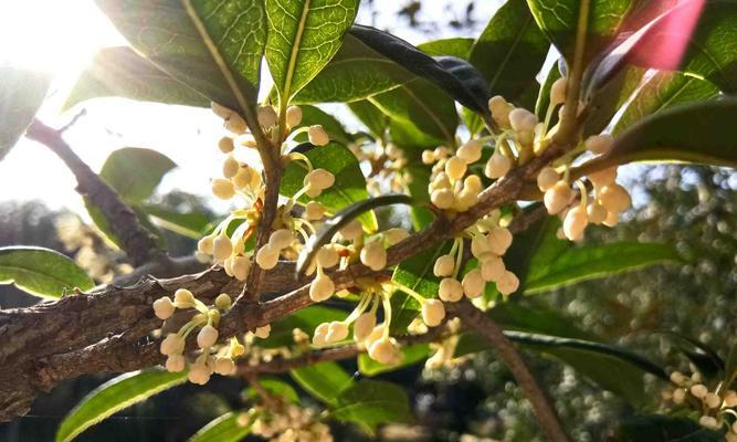 探秘饕餮美食——桂花果实的营养与食用方法（从五味到健康，桂花果实助你美味兼顾身体）