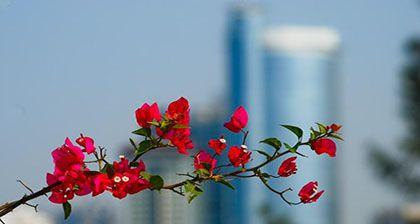 深圳市的市花——紫荆花（深圳市花的来源、特点和文化意义）