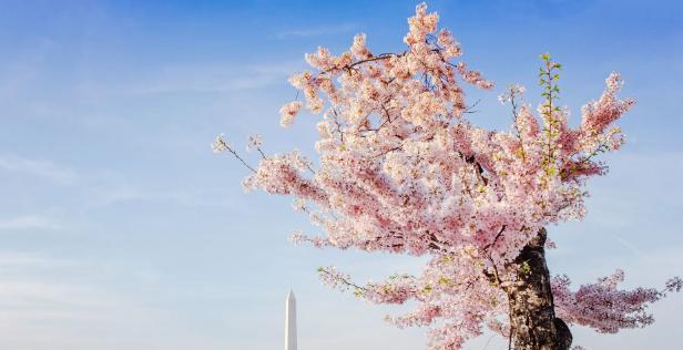 日本国花樱花的寓意（探寻樱花所代表的文化内涵与历史渊源）