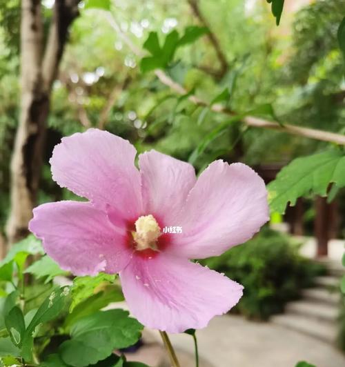 韩国的国花木槿花（追寻木槿花的美丽与传奇）