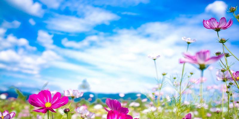 盛夏花海，绚烂开放（夏季花卉盛放的场景与品种）