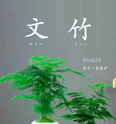 文竹的养殖方法和注意事项盆栽全攻略（打造绿意盎然的家庭花园）